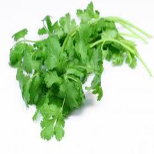 Good Fragrance Healthy Natural Rich Taste Green Fresh Coriander Leaves