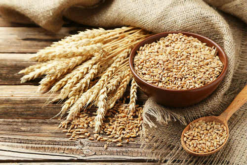 Brown High Grade Indian Wheat For Cooking