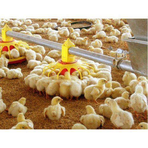 Little Yellow Chicken Chicks In Poultry Farm