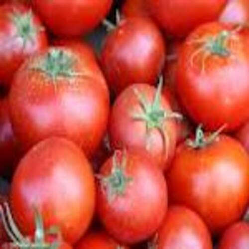 Round & Oval No Artificial Color Mild Flavor Healthy Natural Taste Red Fresh Tomato