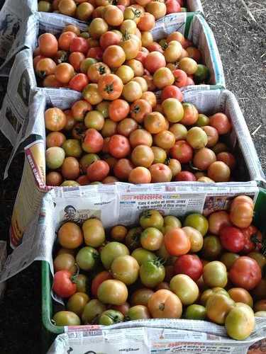 100% Fresh and Natural, No Additives Rich Taste, Organic Tomatoes