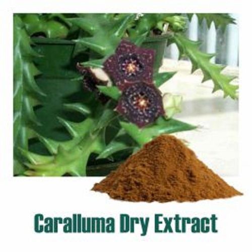 100% Pure Caralluma Fimbriata Extract Dry Powder For Body Weight Loss