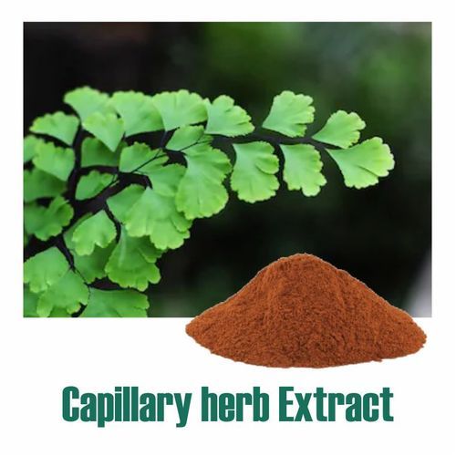 Adiantum Capillus Extract Dry Powder