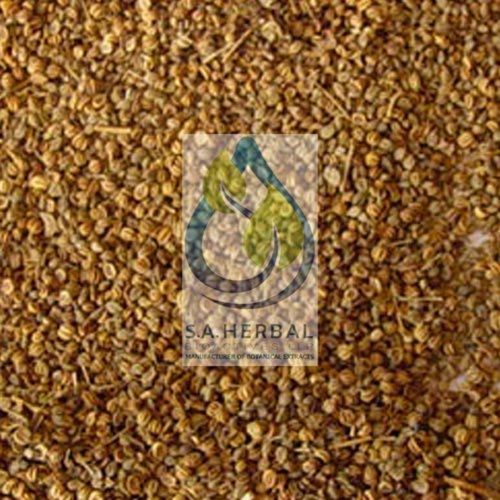 Apium Graveolens Seed (Celery) Extract Dry Powder