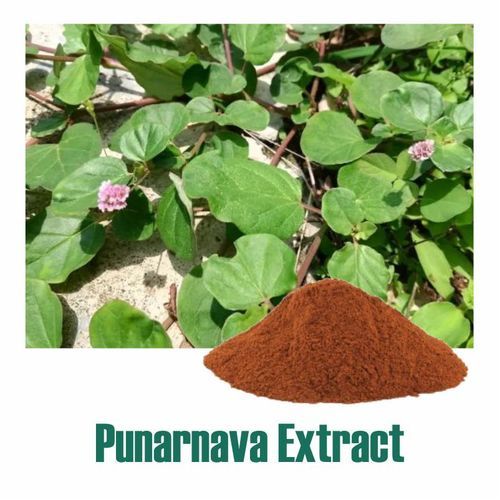 Herbal Product Boerhavia Diffusa Extract Dry Powder