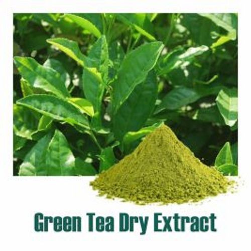 Camellia Sinensis (Green Tea) Extract Dry Powder