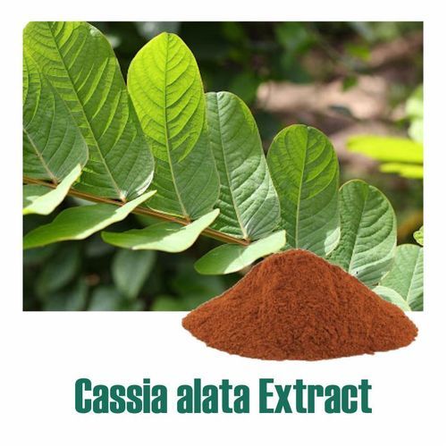 Cassia Alata Leaf Extract Dry Powder
