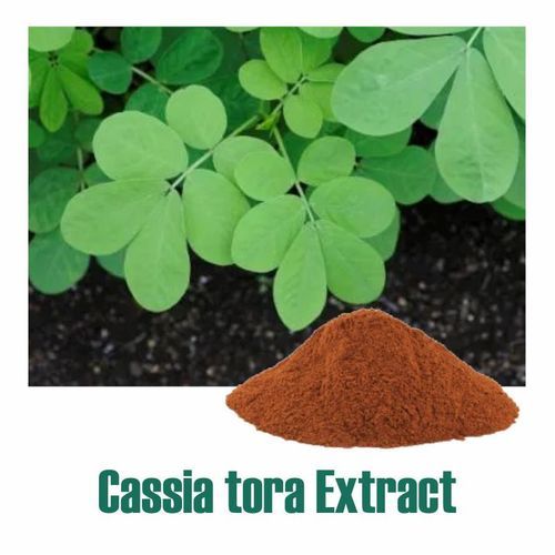 Cassia Tora Extract Dry Powder
