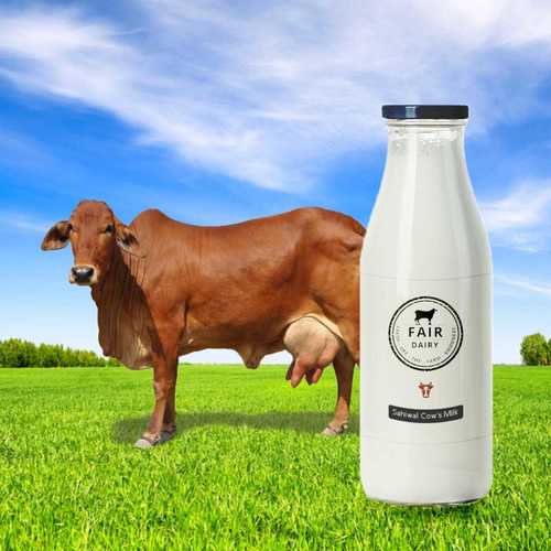 Rich Calcium And Vitamin D Fresh And Healthy Sahiwal Cow Full Cream Milk