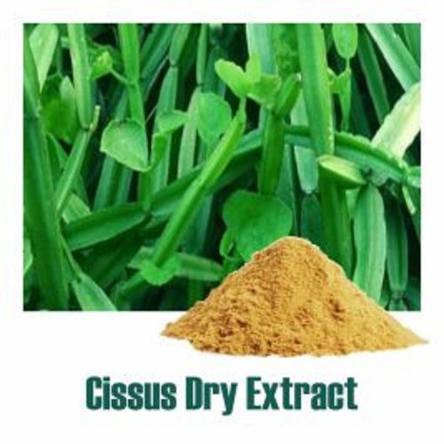 Herbal Product Cissus Quadrangularis Extract Dry Powder