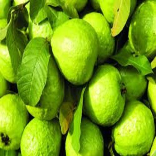 Fine Sweet Delicious Rich Natural Taste Healthy Green Fresh Guava