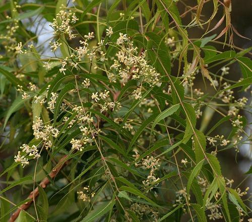 Natural Herbal Extract Azadirachta Indica Leaf