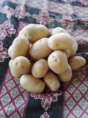 Organically Cultivated A Grade 100% Pure And Natural Indian Origin Potato