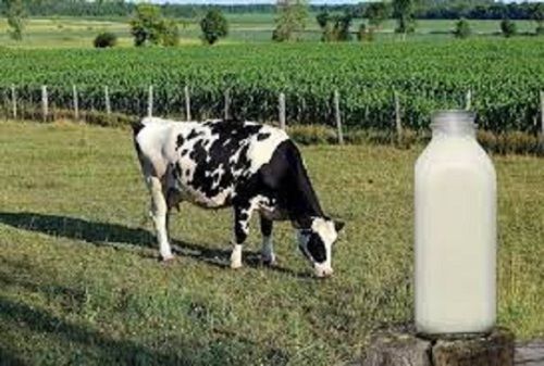 Rich In Protein 100% Pure And Fresh Garden Cow Milk For Drinking