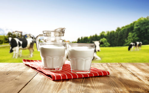 Rich In Protein 100% Pure And Natural Fresh Two Glass Cow Milk For Drinking