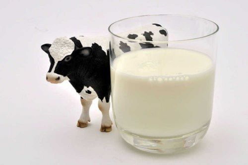 Rich In Protein And Probiotics Pure Organic And Fresh Cow Milk