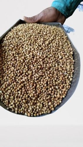 Yellowish-Brown Organic Whole Coriander Seeds (Sabut Dhania) [Khada Dhania] For Daily Use In Kitchen As A Spices 