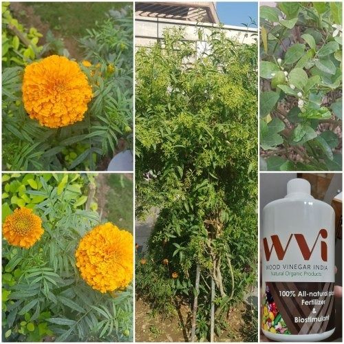 100% All Natural Plant Agricultural Fertilizer And Biostimulant Liquid