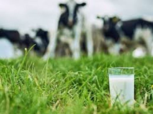Delicious Cow White Milk With High In Calcium And Vitamin D And Protein Nutrients
