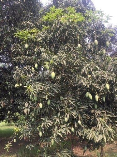 Delicious Juicy Tasty Dried Prepared Fresh Green Mango Dashehari With No Colors Added