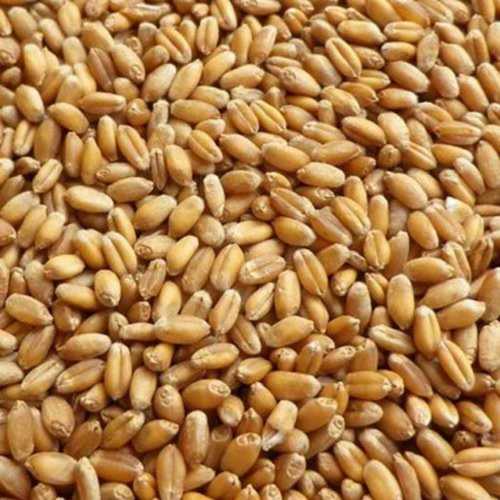 Gluten Free Cooking Use Natural Brown Wheat Grain Good For Health