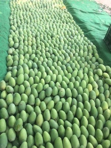 High Source Of Vitamin C And E Sweet And Juicy Fresh Kacha Chausa Mango 