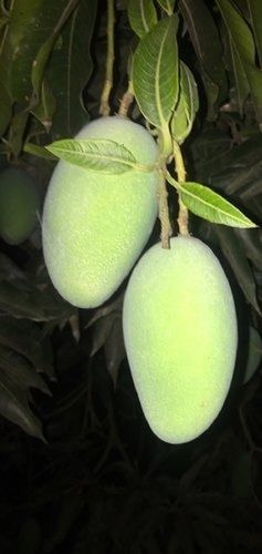 High Source Of Vitamin E And C Antioxidant And Beta Carotene Fresh Kacha Green Mango