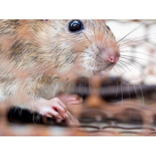 Rodent Pest Control Services By Siya Killer Pest Control
