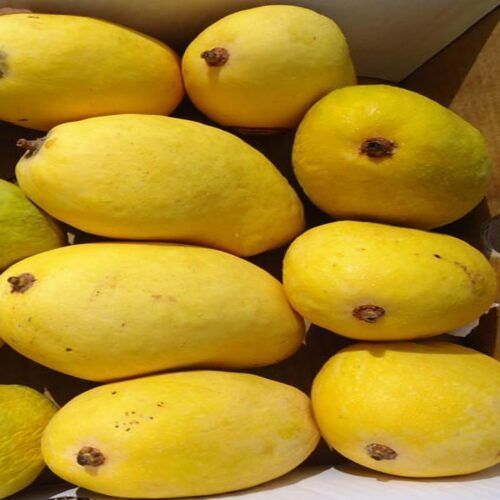 Sweet Delicious Rich Natural Taste Healthy Yellow Fresh Chaunsa Mango