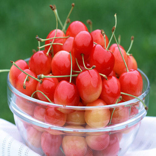 Sweet Delicious Rich Taste No Artificial Color Chemical Free Red Fresh Cherry Origin: India