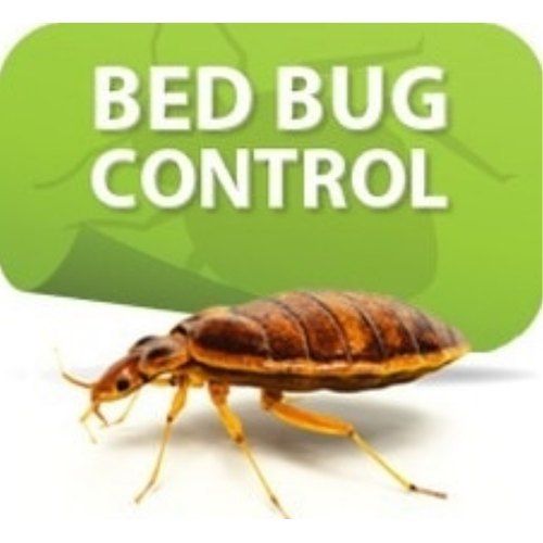 Bed Bug Control Service By Siya Killer Pest Control