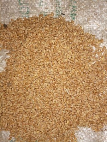 High In Fiber Hygienically Processed Chemical Free Healthy Brown Wheat Seeds