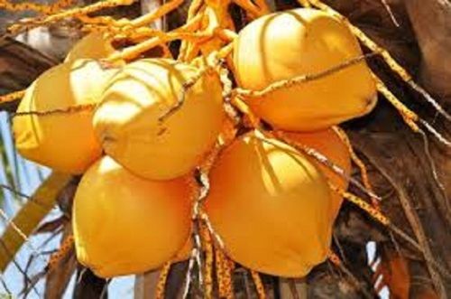 Tender Coconut Dark Yellow Color With High Nutritional Valves