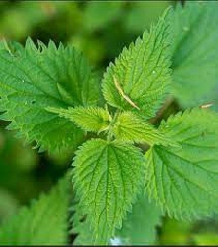 100% Pure Natural And Organic Nettle Leaves For Hairs Ingredients: Herbal Extract