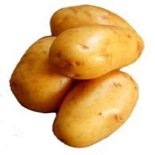 Round & Oval Mild Flavor Chemical Free Rich Natural Delicious Taste Brown Fresh Potato