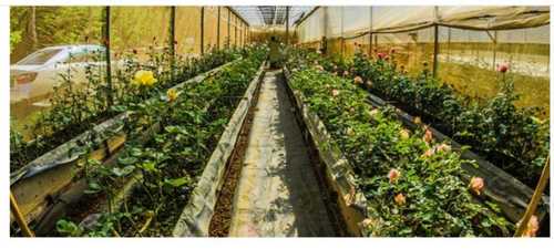 Rectangular Shape Easily Assembled Transparent Agricultural Greenhouse