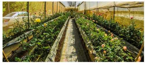 Rectangular Shape Easily Assembled Transparent Agricultural Greenhouse High Strength