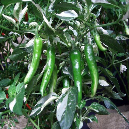 Fresh Green Chilli - Spicy Flavor, Raw Solid Form | Chemical Free, Natural Taste, No Artificial Color, Safe Packaging from India