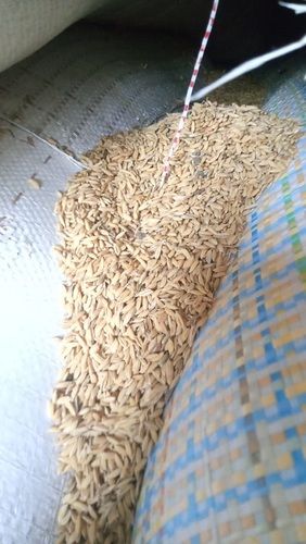 Tasty Healthy And Natural Brown Paddy Rice Long Grain Basmati For Cooking