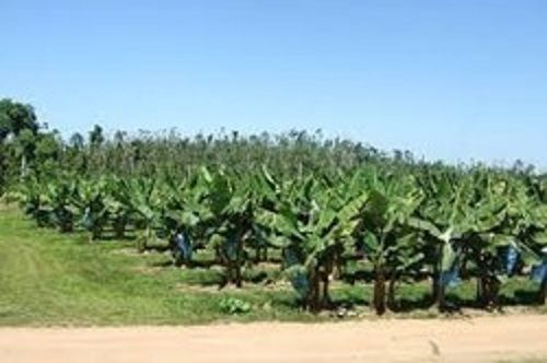 Well Watered Green And Healthy Banana Plants