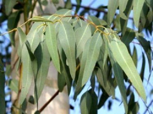 Well Watered Green And Healthy Eucalyptus Plants