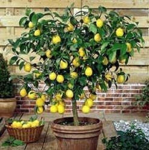 Well Watered Green And Healthy Lemon Plants Size: Various Sizes Are Available