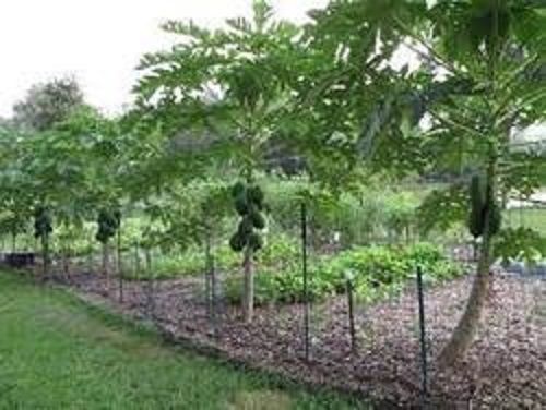 Well Watered Green And Healthy Papaya Plants