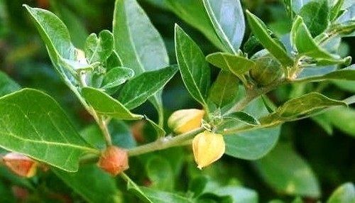 Well Watered Green Healthy Ashwagandha Plants