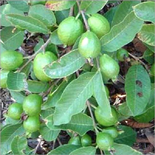 Well Watered Healthy Green Guava Plants