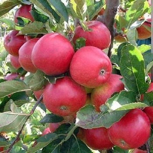 Green Well Watered Healthy Organic Type Apple Plants