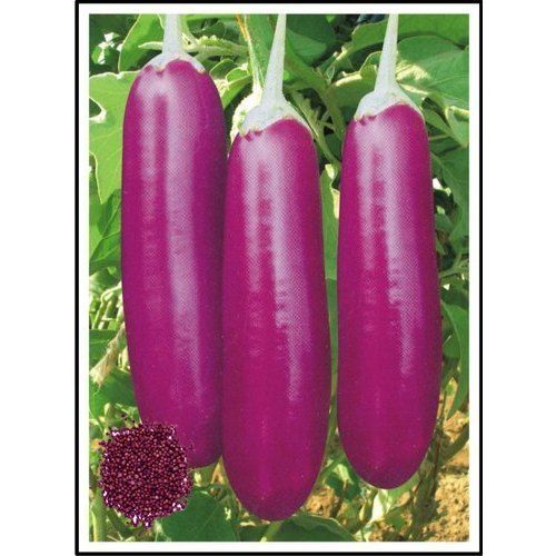 Export Quality Wholesale Price Purple Color Natural Fresh Hybrid Brinjal Vegetables