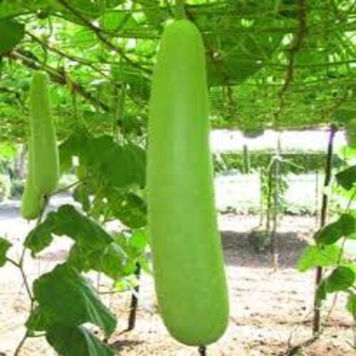 Rich Natural Fine Taste Chemical Free Healthy Green Fresh Bottle Gourd