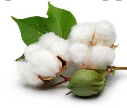 100% Mature Hybrid Natural Cotton Seeds Processed For Assured High Yield Of Cotton