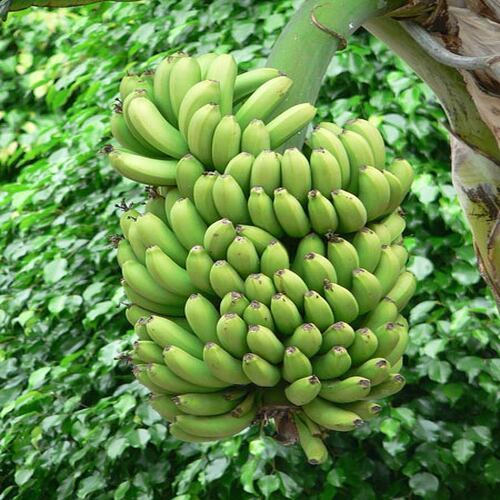 Absolutely Delicious Rich Natural Taste Chemical Free Healthy Organic Fresh Green Banana